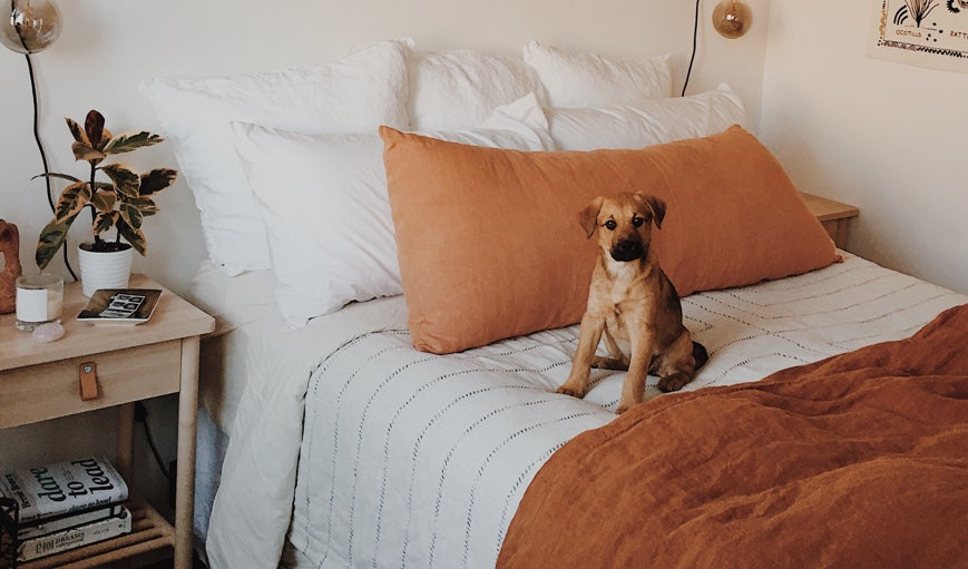 These Parachute Pets are What We Needed to See Today